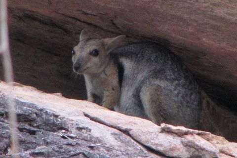 Wilkin's Rock-wallaby (Petrogale wilkinsi)
